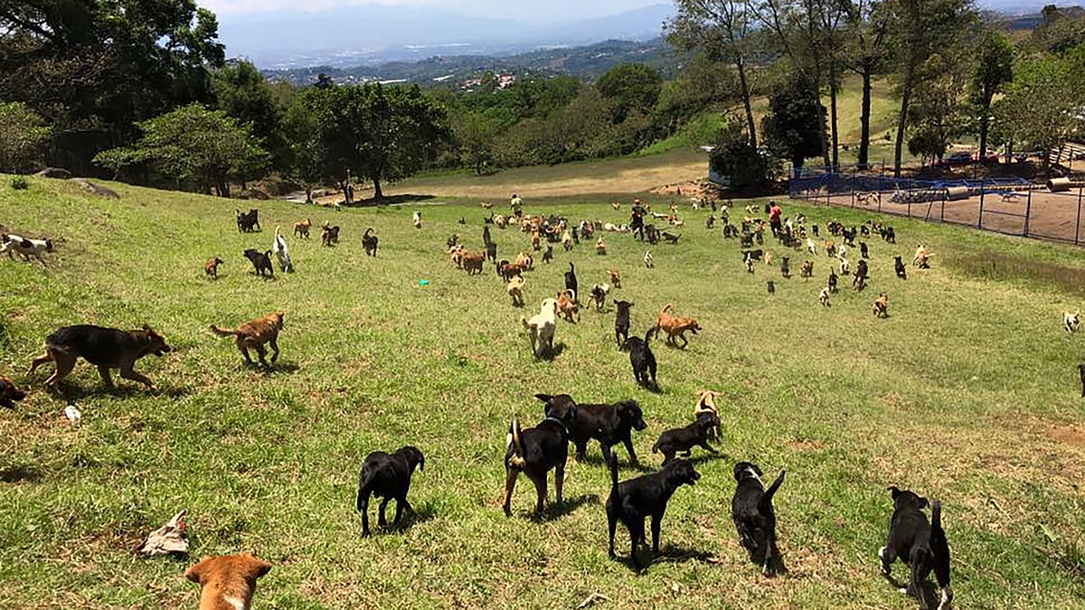 This Dog Sanctuary in Costa Rica is Home to 900 Citizens